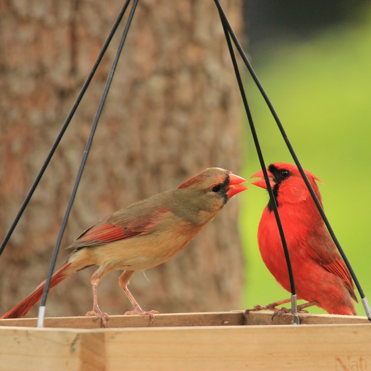 Such darlings! ❤
#cardinals #cardinal #courting #courtship #cardinalcourtship #feedingtime #springtimevibes #springtime #birdbehavior #birdbehaviors #ohiobirding