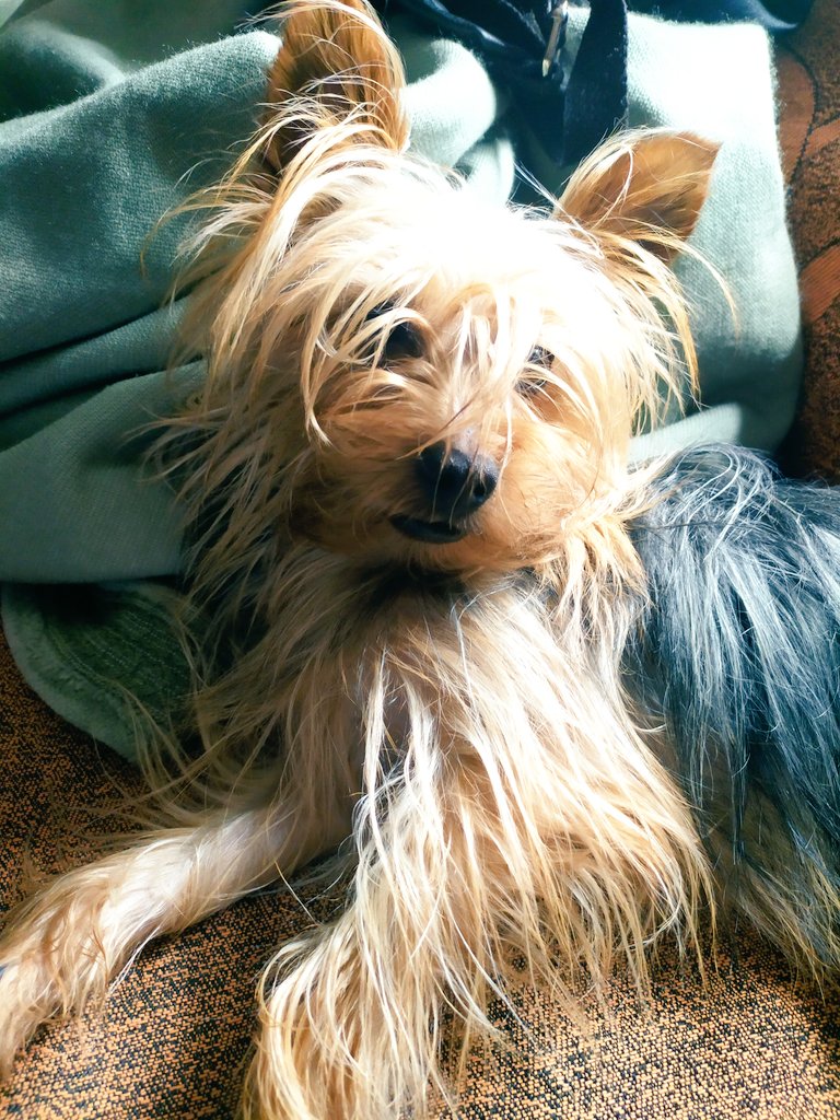SergioCon34's tweet photo. Amigo Toti, cada vez que vengo siempre está ami lado. #DanVida 🐶🐕 https://t.co/gr99qfeW4u
