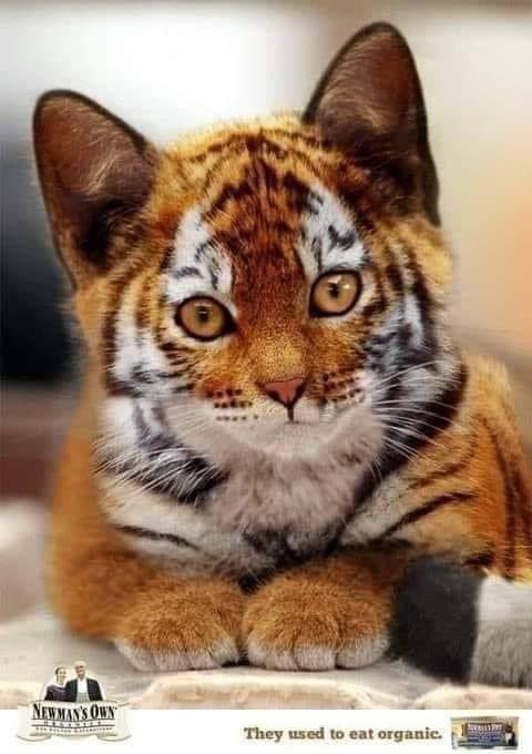 Perle S Tweet Ce N Est Pas Un Bebe Tigre Mais Un Chaton Toyger C Est Une Vrai Race De Chat Trendsmap Perle S Tweet Ce N Est Pas Un Bebe Tigre Mais Un Chaton Toyger C Est Une Vrai Race De Chat Trendsmap