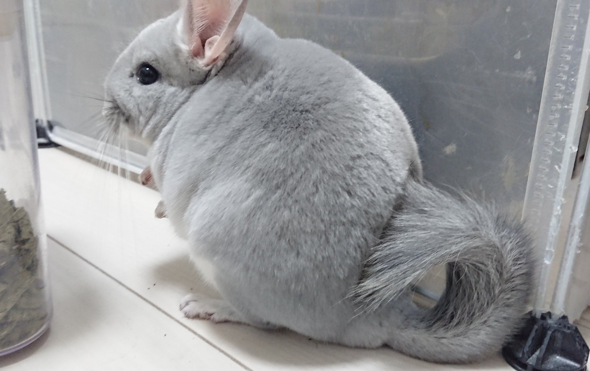 か W も V Twitter しっぽグッサリ刺さってて可愛い チンチラ