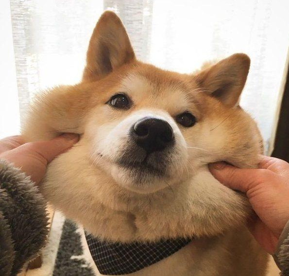 GamIngDoge tweet media