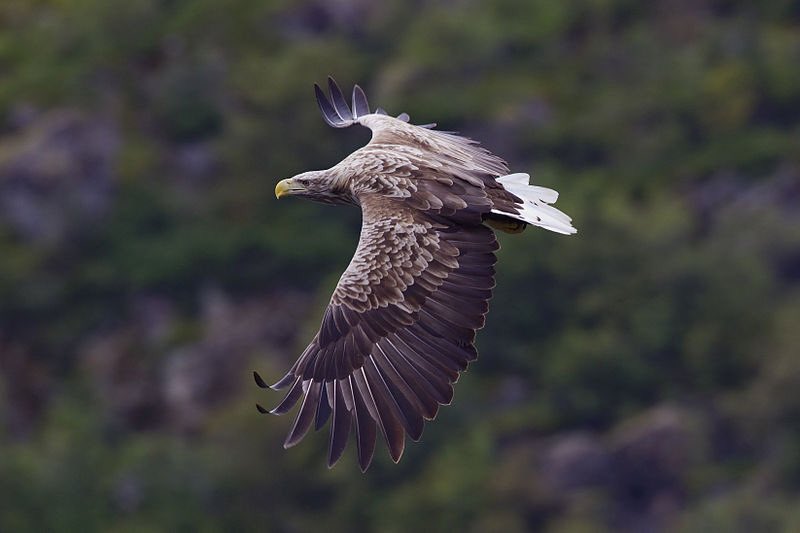 Parmi nos rapaces, tous très menacés, on a le gypaète barbu (Pyrénées et Alpes), l’élanion blac et le balbuzard pêcheur (surtout dans le sud-ouest), parfois quelques pygargues à queue blanche en migration.