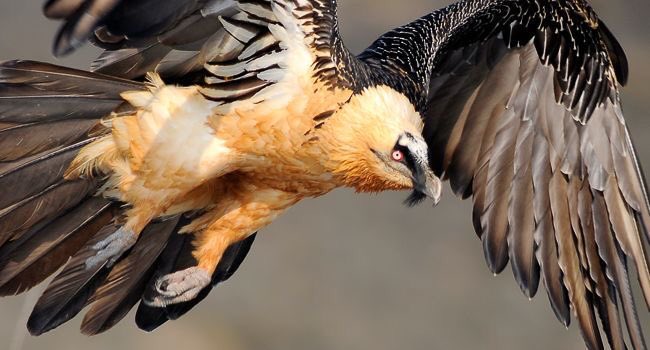 Parmi nos rapaces, tous très menacés, on a le gypaète barbu (Pyrénées et Alpes), l’élanion blac et le balbuzard pêcheur (surtout dans le sud-ouest), parfois quelques pygargues à queue blanche en migration.