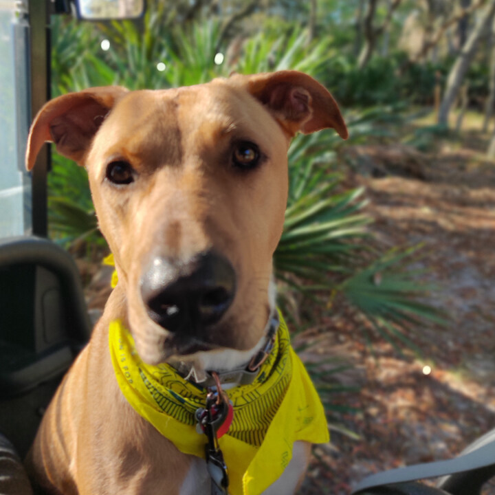 Sandra & Luis (@1stclassrvad) on Twitter photo Few things are as exciting as traveling cross-country in an RV with your furry best friend. When it comes to RV travel with dogs, there are certain things you must do to ensure you and your puppy will be safe. 🐶
Click 👇
1stclassrvadventures.com/tips-for-trave…
.
.
.
#1stclassrvadventures Few things are as exciting as traveling cross-country in an RV with your furry best friend. When it comes to RV travel with dogs, there are certain things you must do to ensure you and your puppy will be safe. 🐶
Click 👇
1stclassrvadventures.com/tips-for-trave…
.
.
.
#1stclassrvadventures