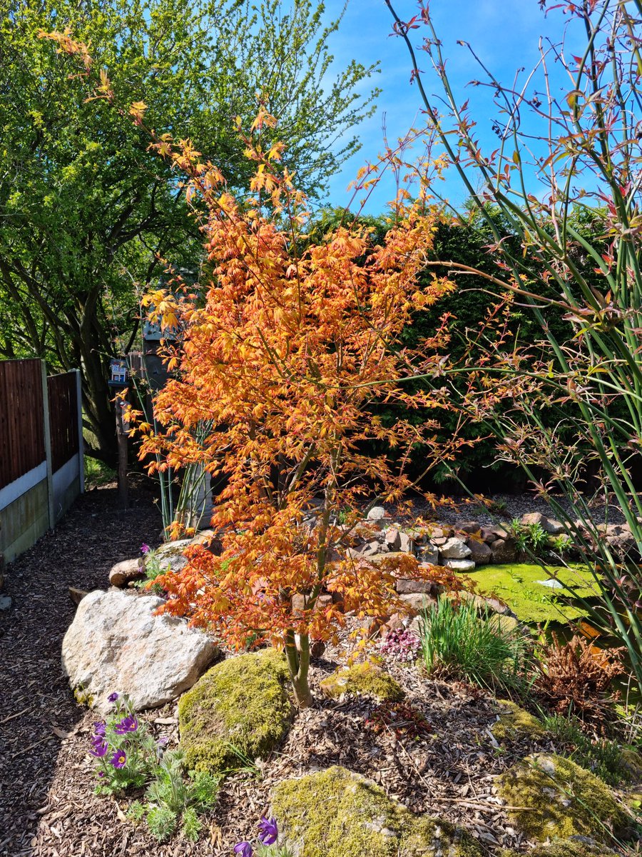 I love this Acer - one of favourites of the entire garden and NEVER disappoints. #gardening #garden