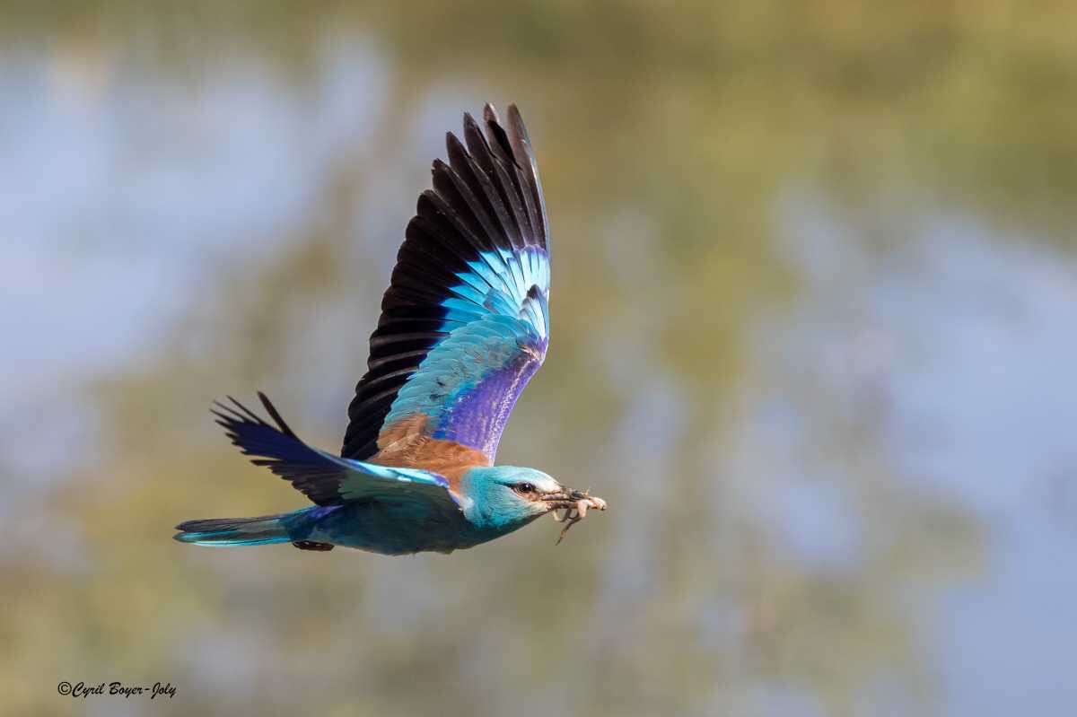 Parmi les migrateurs d’été, on trouve notamment le loriot au chant flûté très reconnaissable, le guêpier dont le régime alimentaire se devine facilement, le rollier (bassin méditerranéen) ou encore la huppe fasciée au vol caractéristique.