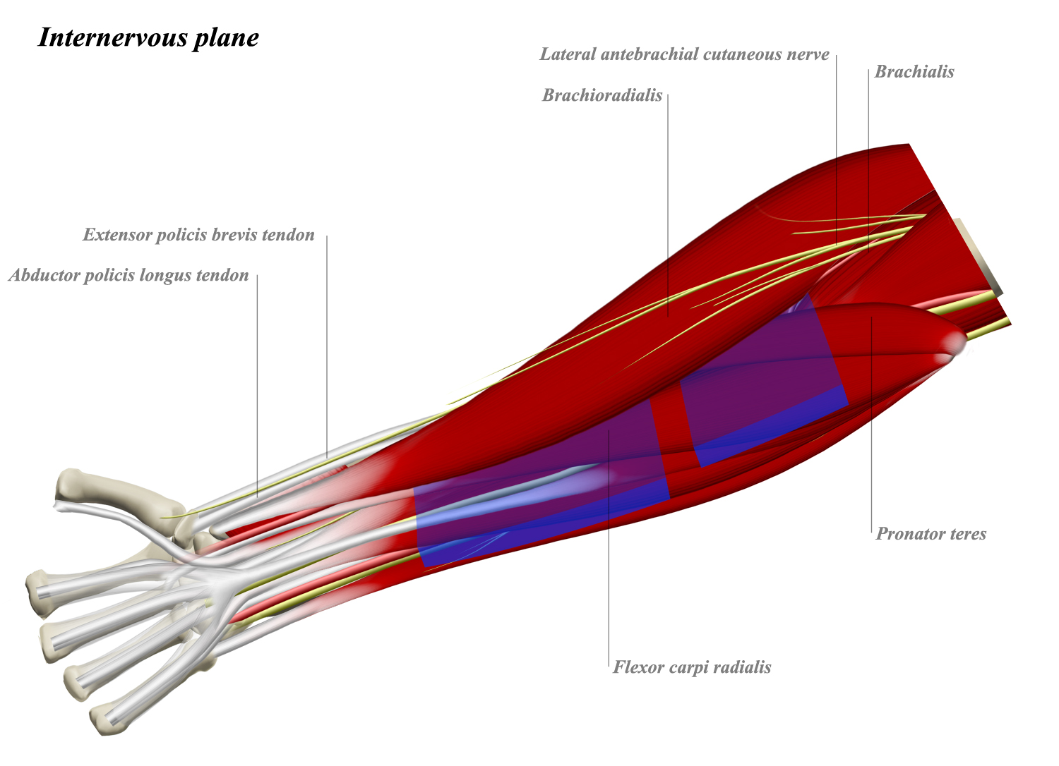 Musculocutaneous Nerve Anatomy Orthobullets