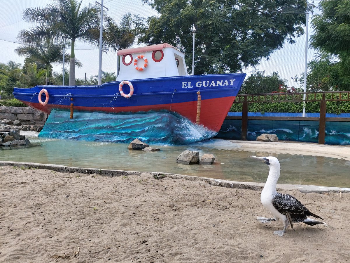 ALPZA Zoos (@alpza_zoos) on Twitter photo Durante la semana pasada, el <a href="/parque_leyendas/">ParquedelasLeyendas</a> presentó su Primer Centro de Interpretación e Investigación de Aves Marinas, cuya finalidad es dar a conocer al público la importancia de estos animales para el ecosistema Durante la semana pasada, el <a href="/parque_leyendas/">ParquedelasLeyendas</a> presentó su Primer Centro de Interpretación e Investigación de Aves Marinas, cuya finalidad es dar a conocer al público la importancia de estos animales para el ecosistema