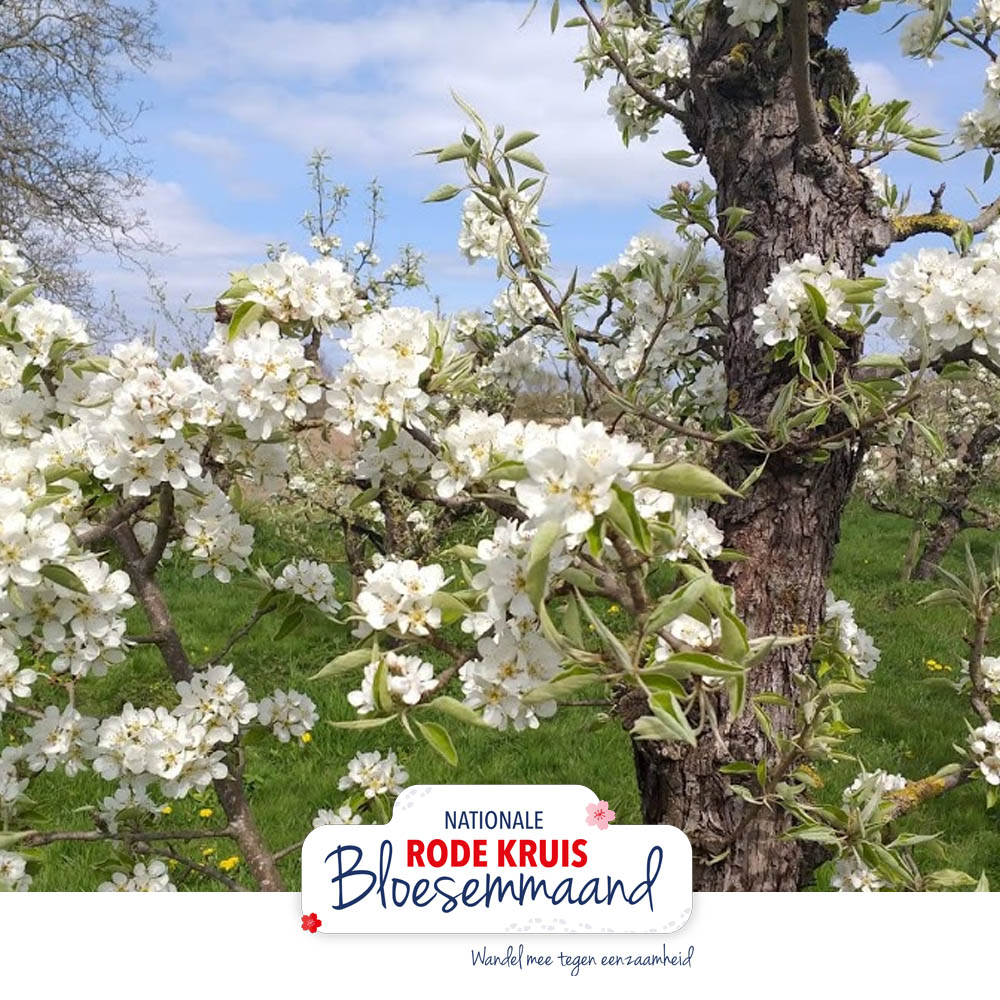 Vandaag ontvingen we veel foto's van wandelaars die de bloesem in de Betuwe aan het bewonderen waren én wandelde tegen eenzaamheid! 😍 Deze fruitboom staat prachtig in de bloesem. 

Ps: We zijn vanochtend de € 40.000 euro gepasseerd aan donaties!