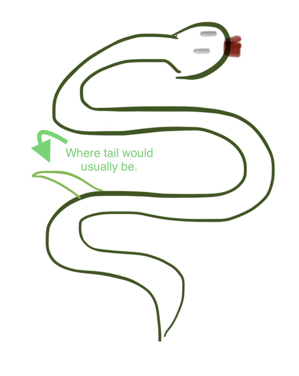 Do snakes have tails?