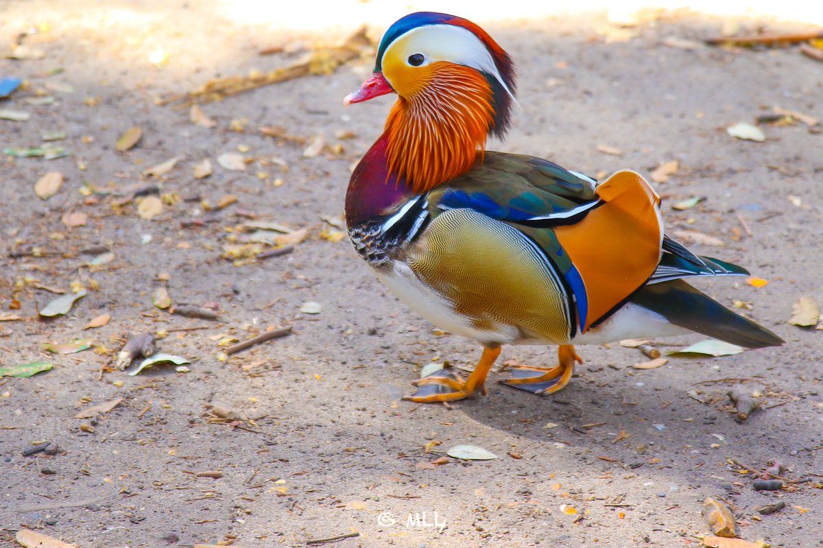 Lordofthevan's tweet photo. Don’t know what this is🤷🏻‍♂️, (well apart from some kind of Bird) #birds #Bird #birdwatching #Birdsoftwitter #wildlifephotography @rickfr01 @DGPhotography9 @Disc_light @DamilicePhoto https://t.co/HHMuQP9Eeu