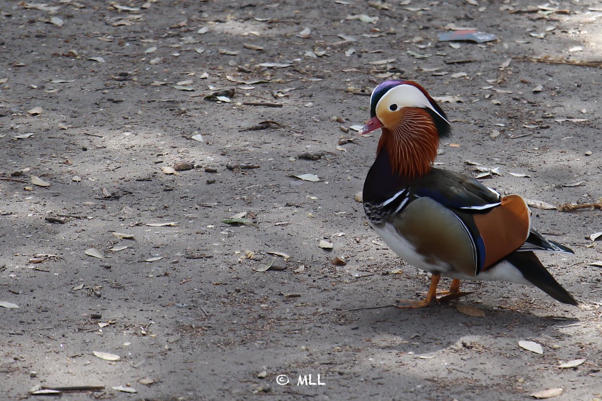 Lordofthevan's tweet photo. Don’t know what this is🤷🏻‍♂️, (well apart from some kind of Bird) #birds #Bird #birdwatching #Birdsoftwitter #wildlifephotography @rickfr01 @DGPhotography9 @Disc_light @DamilicePhoto https://t.co/HHMuQP9Eeu