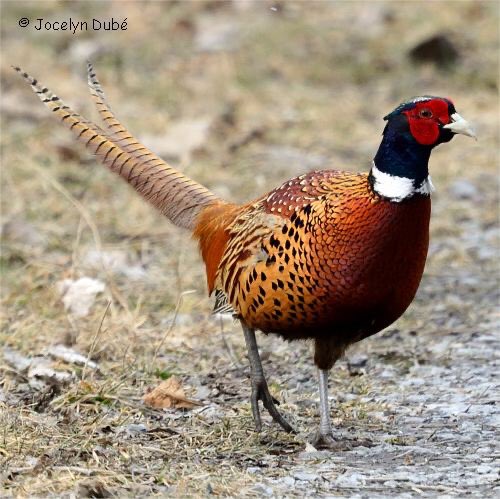 On continue avec le faisan de Colchide, très connu mais quand même magnifique, le grand tétras qui vit plutôt en montagne, le ganga catta (en plaine de Crau uniquement) ou encore la tourterelle des bois, très menacée et... pourtant autorisée à la chasse (jusqu’à cette saison) 