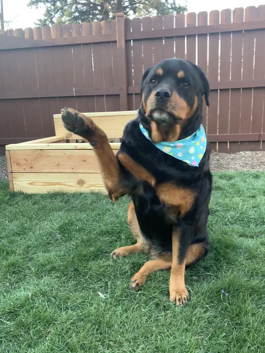 NixtoWitt's tweet image. #BuschDogBrew  Who wants a beer?  #BuschCTOcontest