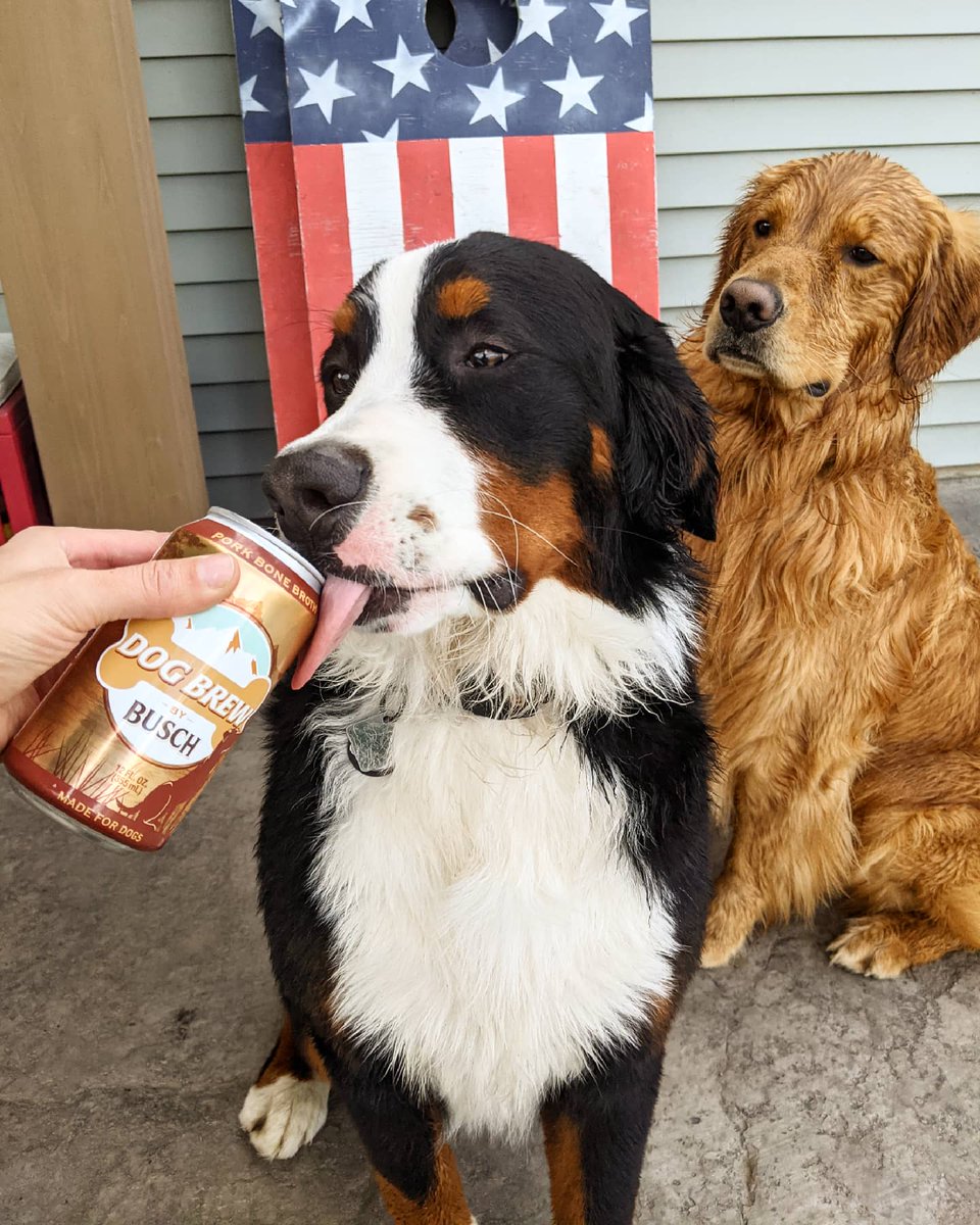 Cygan_66's tweet image. &quot;Brewski&quot; the Berner: Official Busch Chief Tasting Officer Submission 🐾🍻
(&amp;amp; Cooper the Golden Boy: &quot;ready for backup&quot;)
.
Tasting brews for a living would be an ultimate dream for this Idaho pup! We can hear the Buschhhhh lattes cracking already 😋 
#BuschCTOContest #YouBetcha
