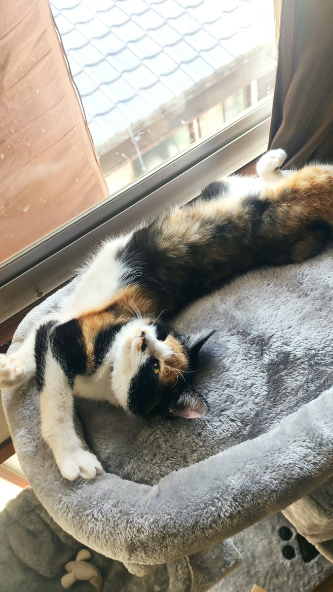 マヨネーズ猫 (@BrI3976TJ8G8Ysv) / Twitter