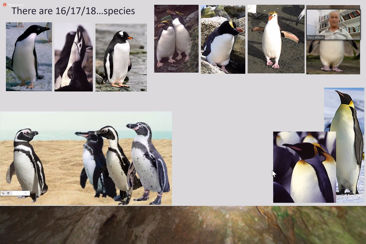 Federico De Pascalis tweet media