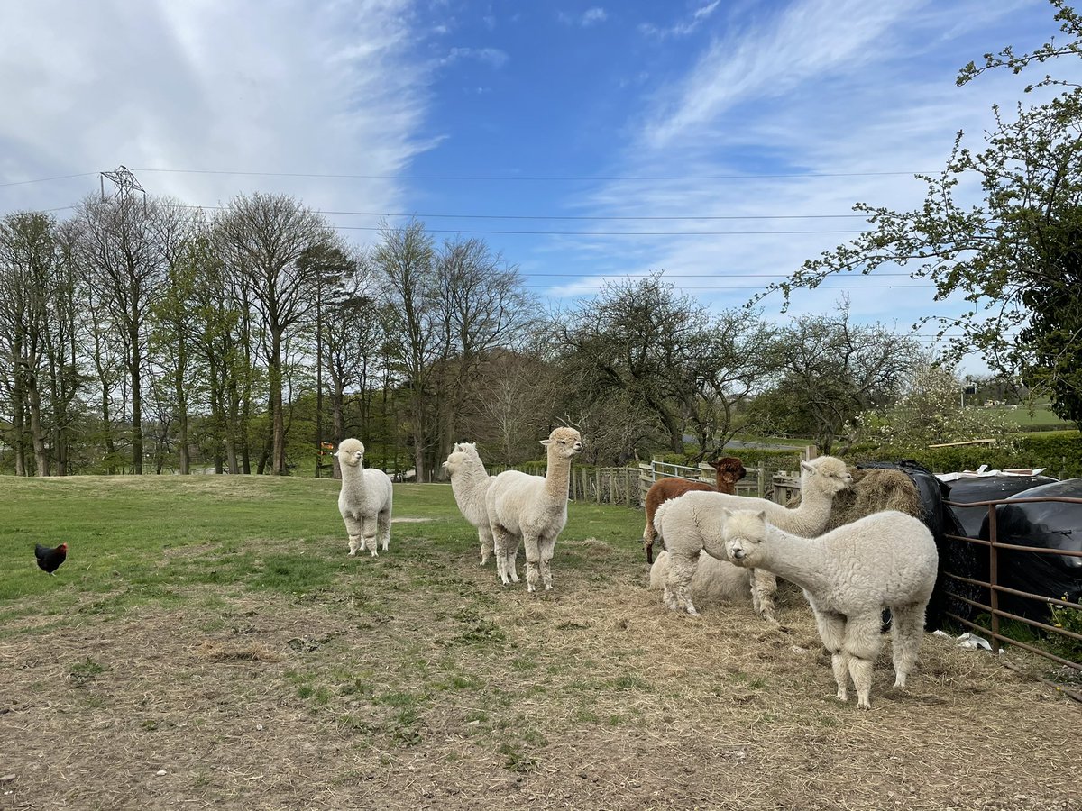 Barnfold1's tweet photo. Bit of a tough week - one of the #alpacas suddenly died and it’s knocked me a bit! #oonagh was our sassy matriarch so the remaining 8 are a little subdued. I have been spinning, dyeing and weaving her fleece from last year! https://t.co/SZbdNXwX3i