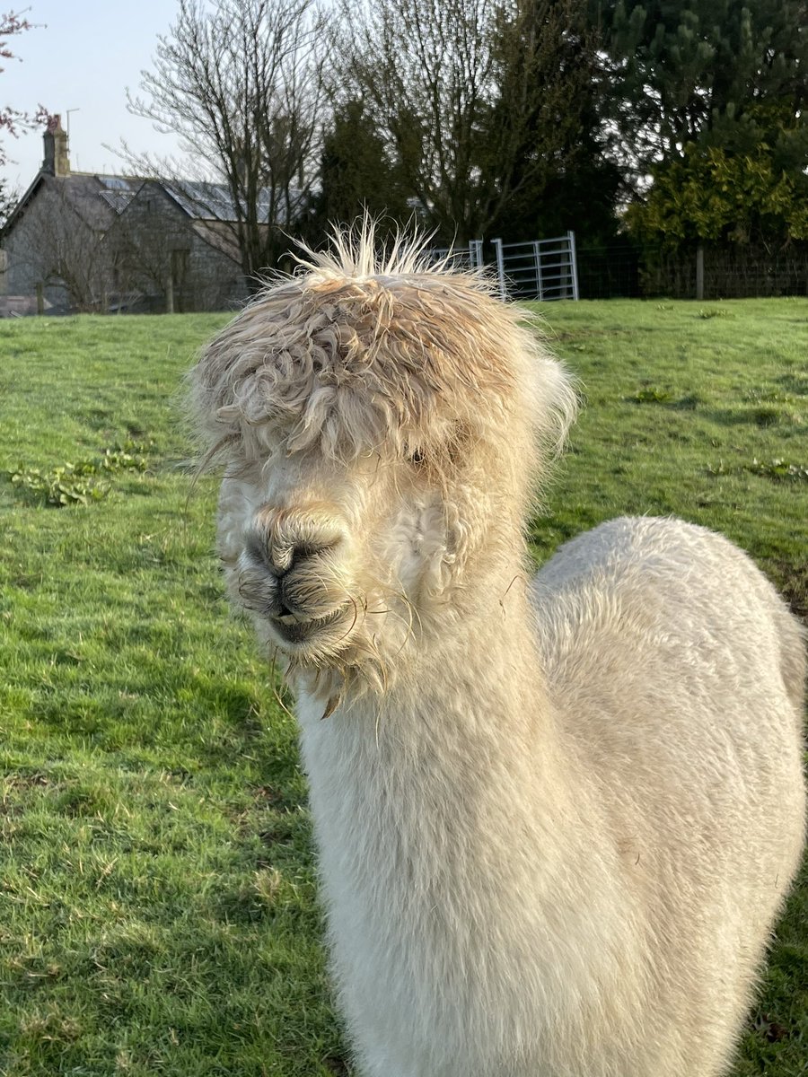 Barnfold1's tweet photo. Bit of a tough week - one of the #alpacas suddenly died and it’s knocked me a bit! #oonagh was our sassy matriarch so the remaining 8 are a little subdued. I have been spinning, dyeing and weaving her fleece from last year! https://t.co/SZbdNXwX3i