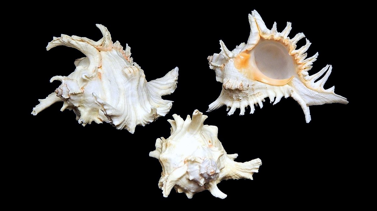 geocappiello's tweet photo. #26April #26Aprile 2021
Chicoreus ramosus (Linnaeus, 1758)
Ramose murex, Branched murex, テングガイ
Park Strait, India 🇮🇳
https://t.co/Ssgr3Hpose
#seashelles #mollusks #molluscs #molluskmonday #molluscmonday #marinemonday #marinelife #sealife #biodiversity #scuba #reef https://t.co/M8FFAQUU9H