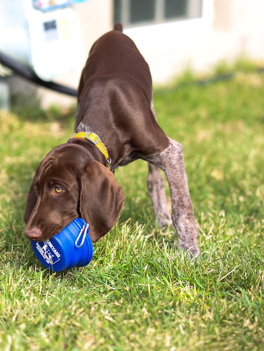 Junkyard Brewing Co. tweet media
