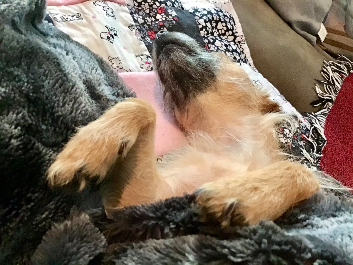 MrGoodBoyPants's tweet photo. I love how seriously my girl takes her naps.....
..............and her beard.
#dogsoftwitter #dogs #naps #LoveBug #lovemydog #dogbeard https://t.co/zc6VyXp6Uj