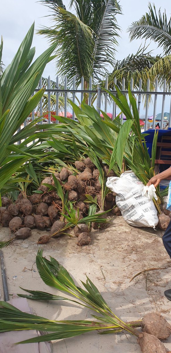 UKinNigeria's tweet image. Had our final lap of #Communitrees planting exercise yesterday at the Oniru &amp;amp; Onijege beaches. It’s been an amazing journey so far, we are glad to have successfully completed this project of planting 2500trees with our partner @Sustyvibes.
 #Nigeria4nature #protecttheenvironment