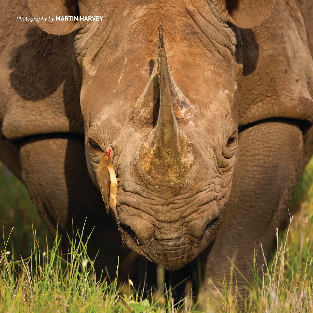 AWF_Official's tweet photo. By supporting the work of community scouts and rangers through training and provision of equipment, AWF empowers communities living near protected areas to fight the illegal wildlife killing and trafficking. #AWFCommunities https://t.co/vscjsLAyrb https://t.co/MbR9GJEgp2