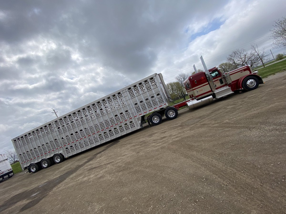 Ole cow truck 😎