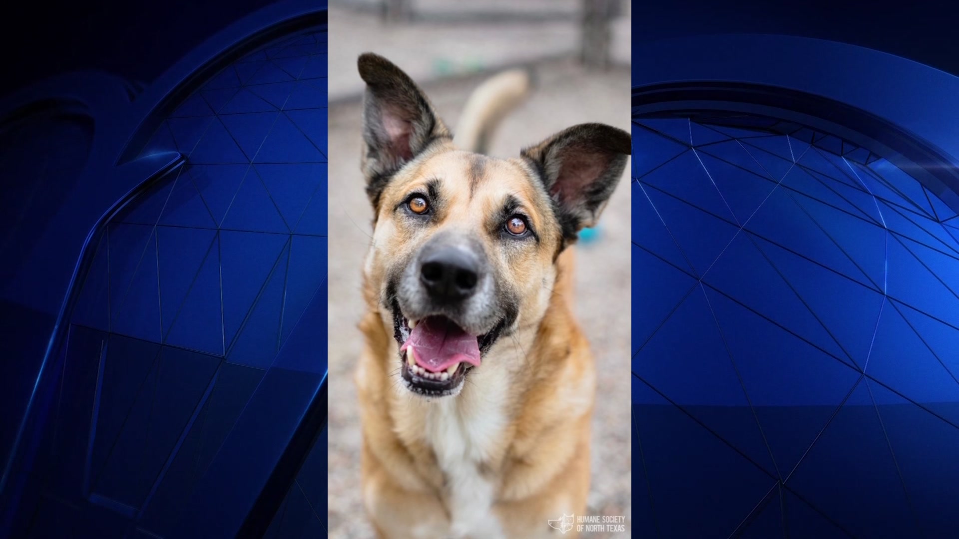 Do Dogs Need A 2 Year Appointment