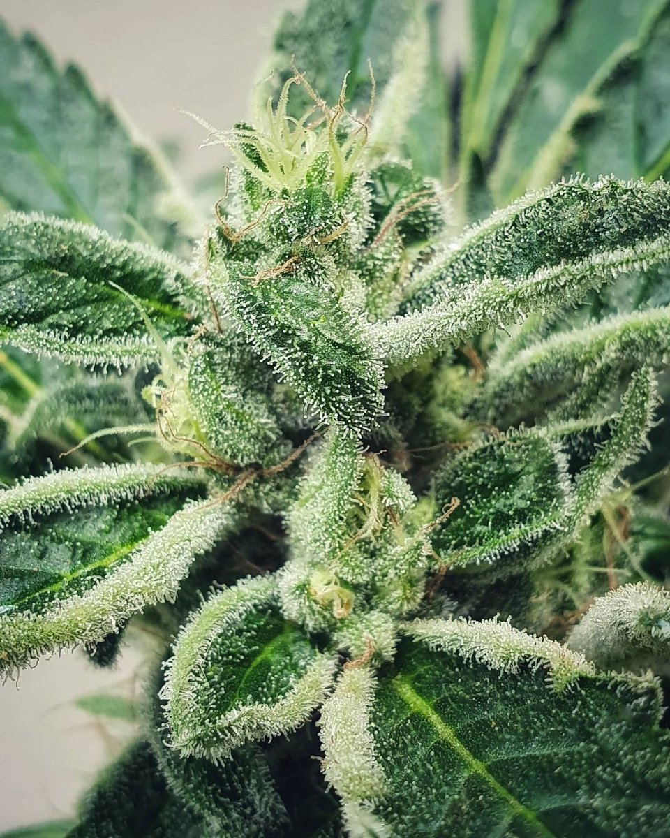 Look at this pretty lady 🤤 

#cannabisnewsza #cannabissouthafrica #cannabisnews #cannabiscommunity #cannabisculture #highsociety #hightimes #kush #marijuana #cannabis #maryjane #weedstagram #ganja #dank #weedporn #weedlife