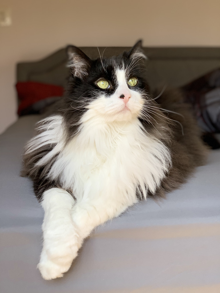 lloydcat2's tweet photo. I am a magnificent specimen if I do meow so myself https://t.co/Ldkve46hdq