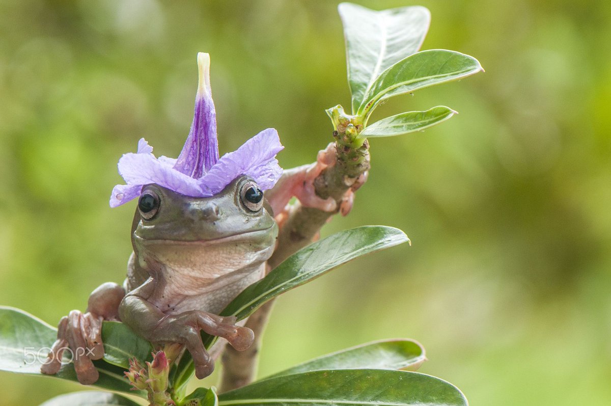 shortbreadfleur's tweet image. @cutmybangmyself ur fursona