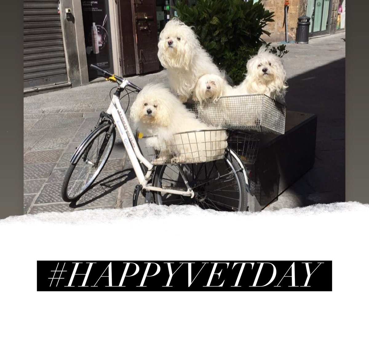 IntoRightHealth's tweet photo. #happyveterinarianday https://t.co/vcth4dmkDW