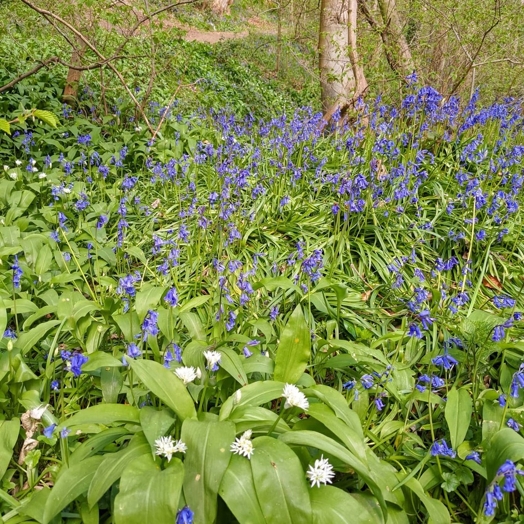 jibberjabberuk's tweet photo. Woodland walks, wild garlic and cobalt bluebells.
#woodland #woodlandwalk #woodlandsdiscovered #bluebell #bluebells #bluebellseason #bluebellwoods #ancientwoodland #wildgarlic #ramsons #natureinstinct #naturephotography #wildflowers #wildflowersofinsta… https://t.co/2owU8aafOD https://t.co/00t5abDHGC