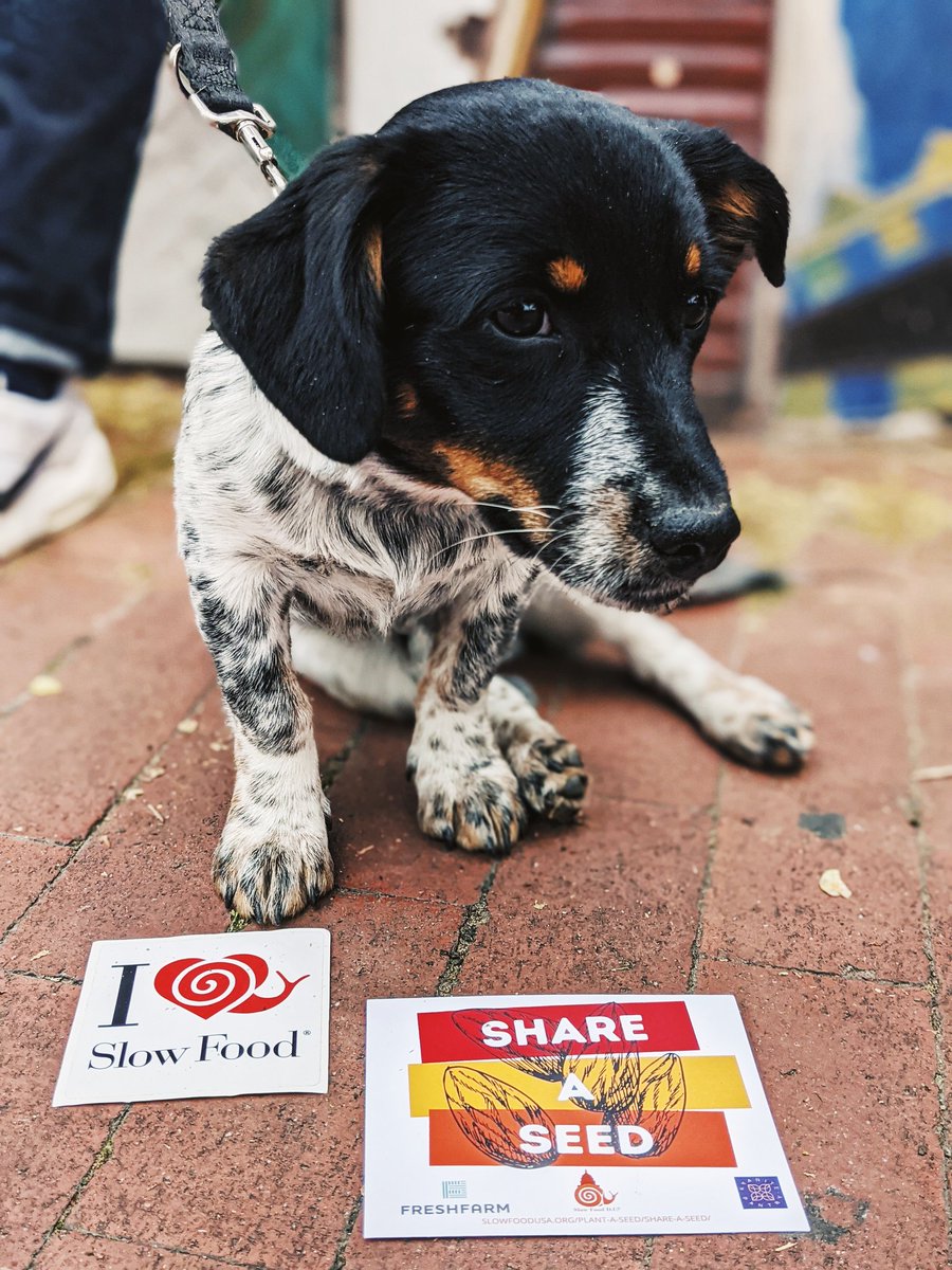 Be a VERY GOOD BOY like Oscar, choose Slow Food, and join us today, 3-6pm for a #ShareaSeed Plant Swap party <a href="/3starsbrewing/">3 Stars Brewing Co.</a>!