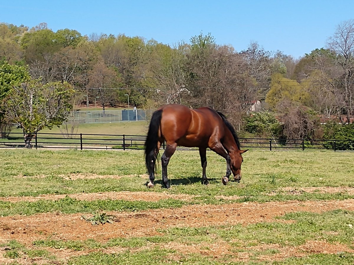 Be_U_Nique00's tweet photo. Spending the morning with these beauties! #horselover #sundayvibes #LoverOfAnimals #Horses https://t.co/e61pVRBIS0