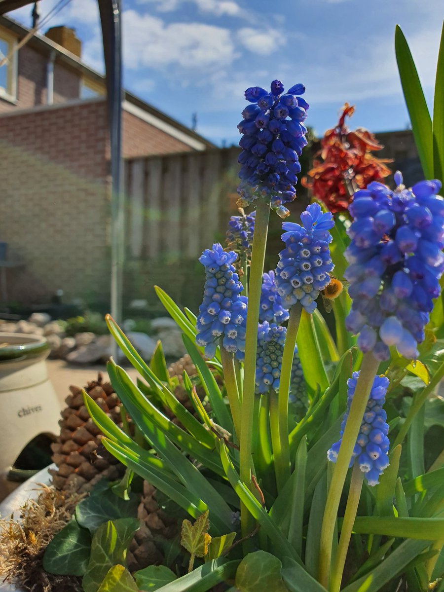 geeadriaansz's tweet photo. Can you spot the #bumblebee butt? 😆❤🐝#bees #bumblebeebutt https://t.co/2VnWIZOK1t