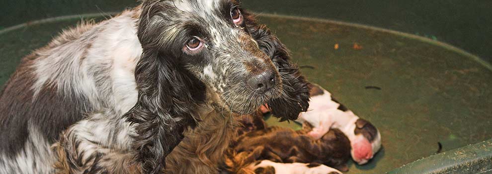 AdoptionsUk's tweet image. Please retweet, please don't buy a pet online,  it is now illegal to buy a pup or kitten in a place where he wasn't bred. You should be able to see him with his mother, it's illegal to sell a pup less than 8 weeks old. By law the seller must micro chip a pup before selling
#dogs