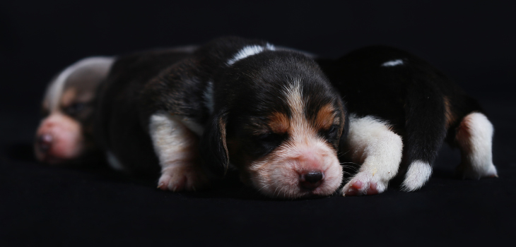 AdoptionsUk's tweet image. Please retweet, please don't buy a pet online,  it is now illegal to buy a pup or kitten in a place where he wasn't bred. You should be able to see him with his mother, it's illegal to sell a pup less than 8 weeks old. By law the seller must micro chip a pup before selling
#dogs