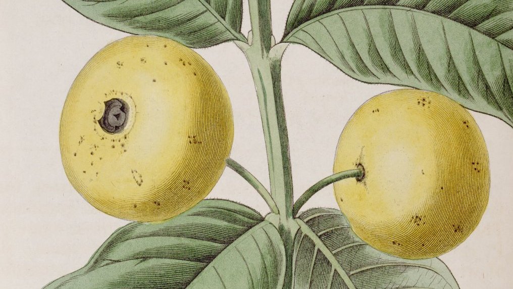 Plants400's tweet photo. Plant 388: The tropical guava is amongst the first plants from the Americas introduced into Europe. https://t.co/3HRPq1XZts https://t.co/IrQ5vayI82