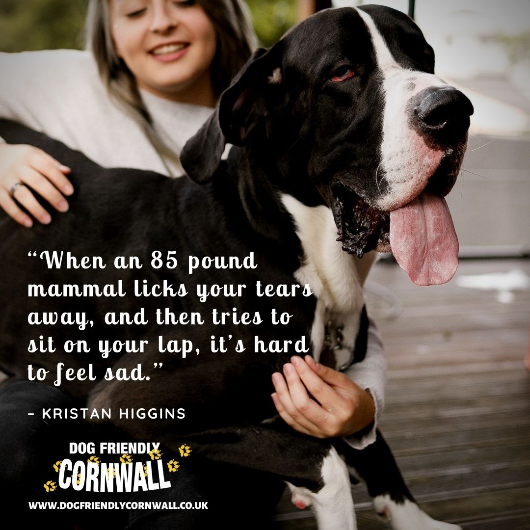 Dog Friendly Cornwall tweet media