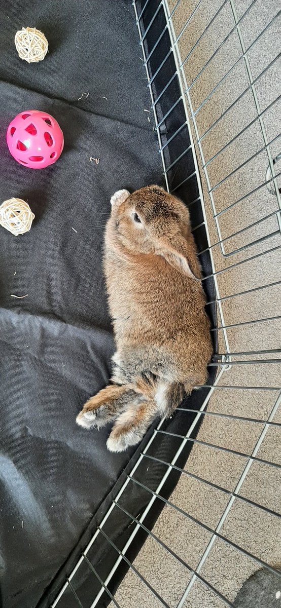 I'm in love with our bunnies we got today 😍 meet Kawaii (grey) he loves cuddles, and Benjamin who is our wild child! 💗
#bunnylove #minilops