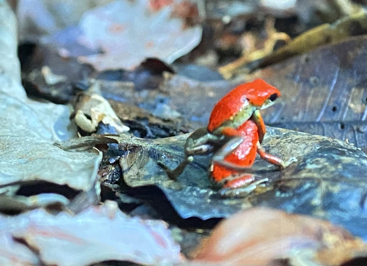 Cutest fight ever ❤️

#LifeinColour #LifeinColor #frogs #poisondartfrog 🐸