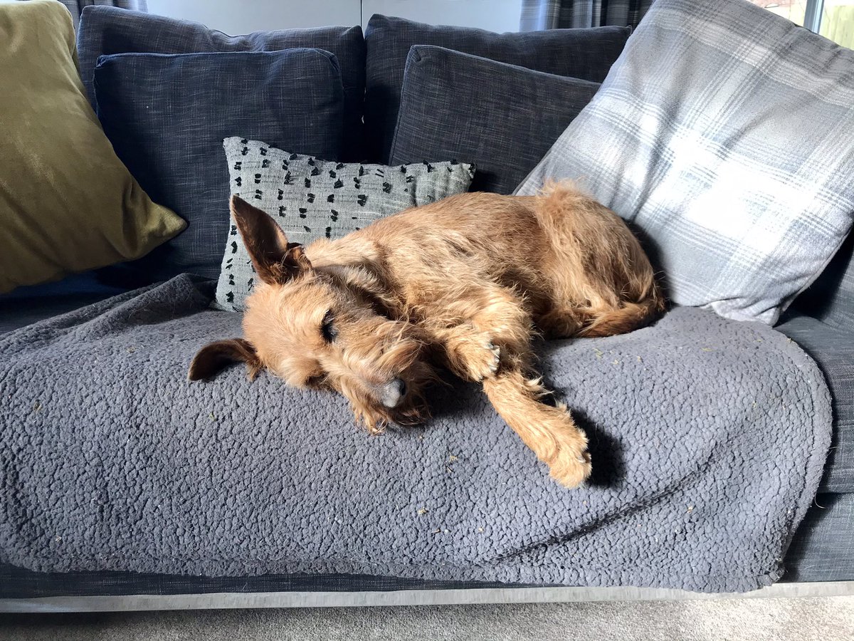 ClaireSSTri's tweet image. Molly giving a masterclass in recovery... big Peak District run with @DSS123 @NikkiBartlett1 @BEXMILNES @lucygoss and Andrew followed by huge bowl of protein and rest of the day on the sofa 🛋 Watch and learn humans, watch and learn 👌🏻 #recoverypro