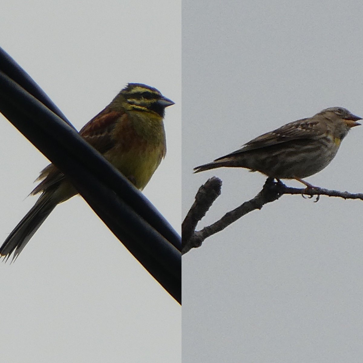jmpicasprat's tweet photo. #ocells d’avui #rossinyol #puput #gafarró #cadernera #gratapalles i l’últim un #pardalroquer sembla #casserres #berguedà @birdcatalunya https://t.co/zn5spgPZfT