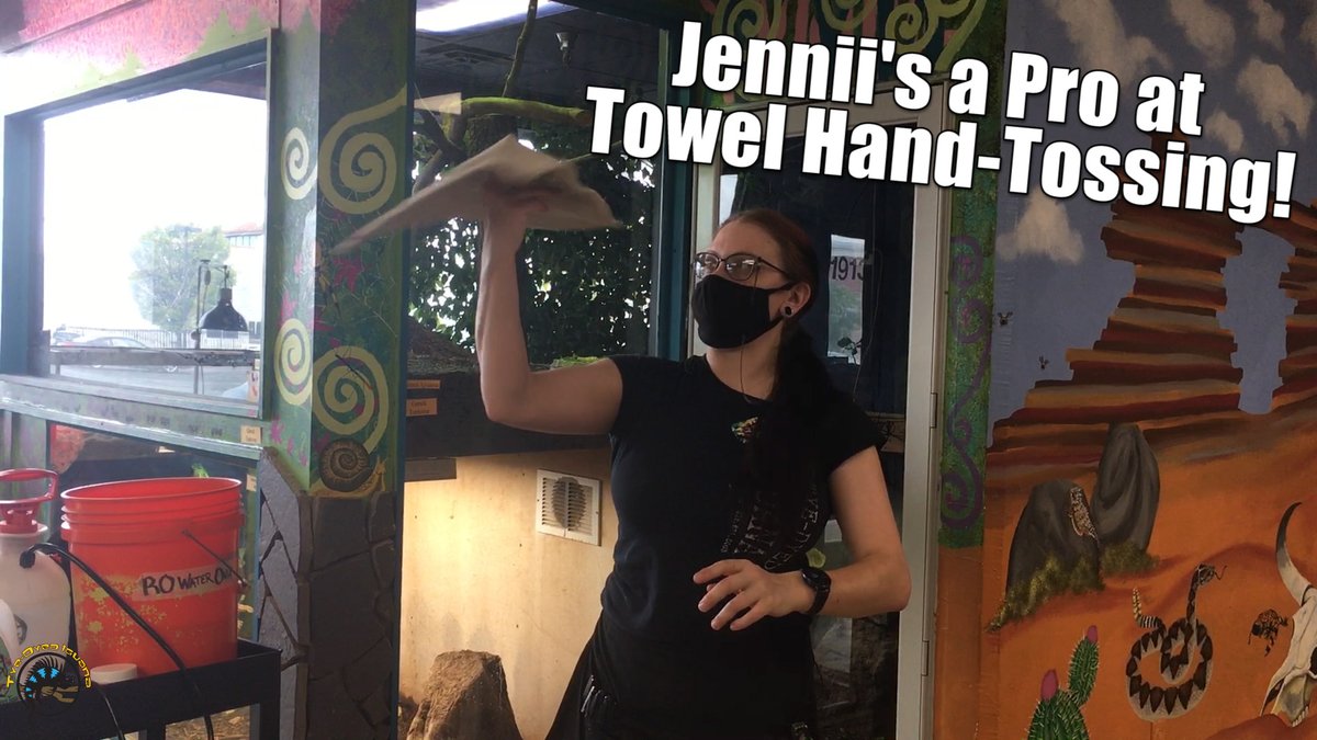 tyedyediguana's tweet photo. Hmm, I wonder if Jennii would be good at making hand-tossed pizza? 🍕

Today, you'll get to hang out with Haley and Jennii during their afternoon shift in animal care. https://t.co/tsELuVmrpI 
#employeefun #behindthescenes #iguana https://t.co/PYwTQ4Px05