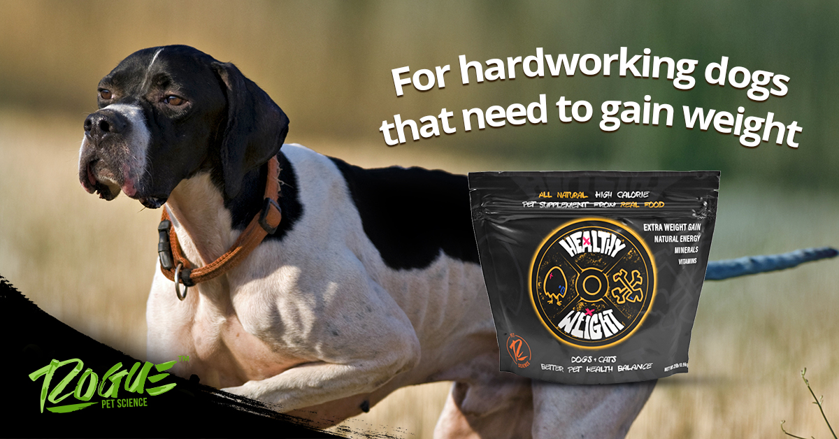 RoguePetScience's tweet image. Healthy Weight combines whole egg, sprouted barley,  sweet potato and carrot fiber for healthy weight gain and natural energy. Great for hardworking hunting dogs! Order yours: ow.ly/oVgO50Ex7L1

#GunDogMag #BirdDog #GunDogMagazine #GunDog