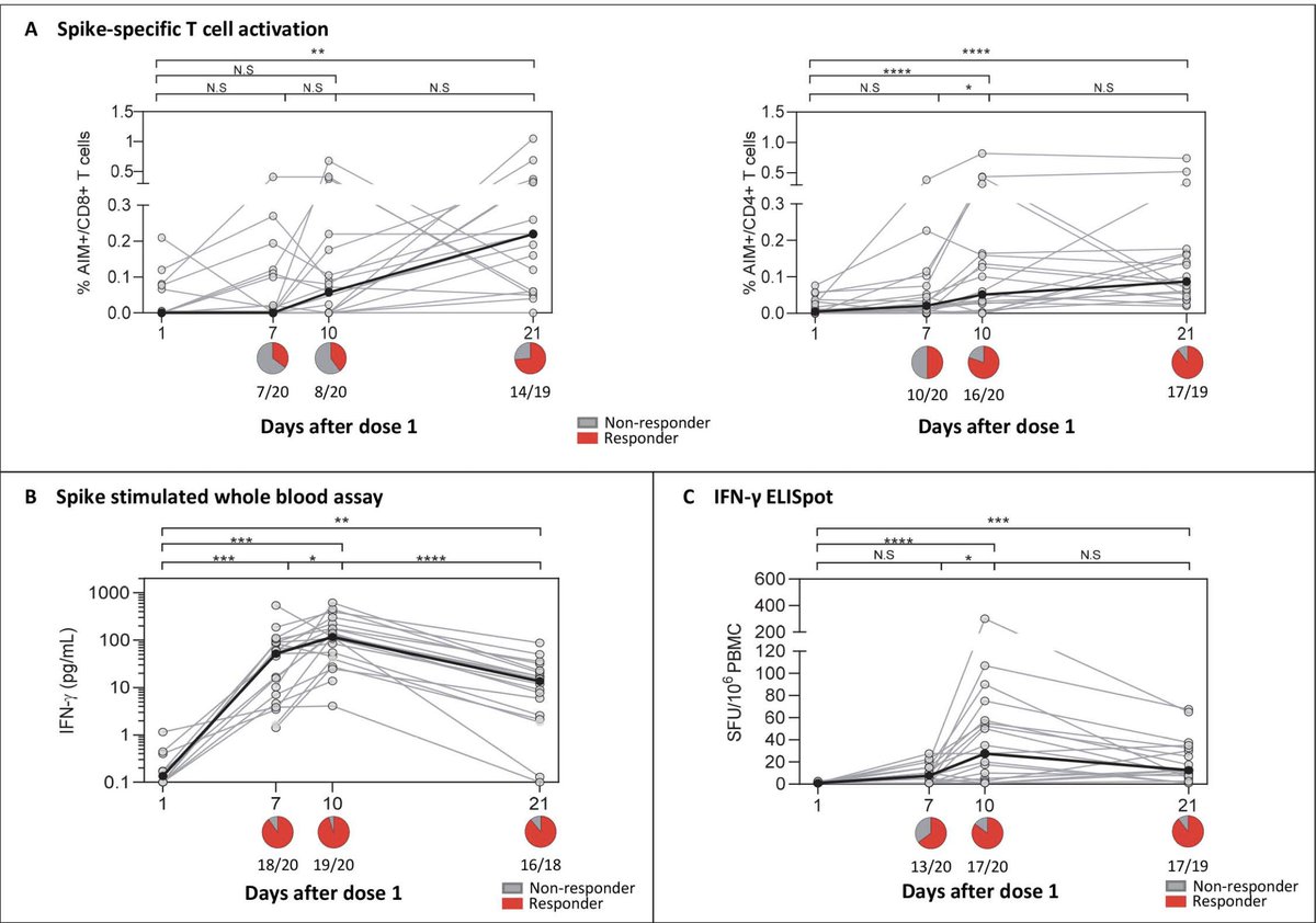 Vaccine-induced spike-specific T cell activation at 10 days coincident with established protection https://www.cell.com/med/fulltext/S2666-6340(21)00152-5  @MedCellPress /4