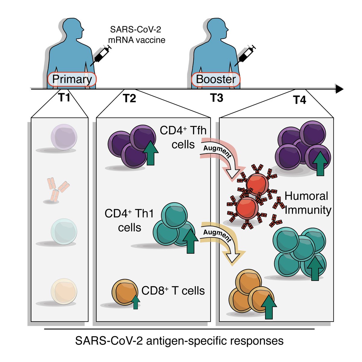 Rapid, robust CD4+ T cell response to 1st dose vaccination, gradual CD8+ increase. Both up in people w/o prior covid but little added T cell boost after 1 dose in people with prior covid https://www.biorxiv.org/content/10.1101/2021.04.21.440862v1  @markmpainter  @WherryLab  @EJohnWherry  @divijmathew  @rishirajgoel /5